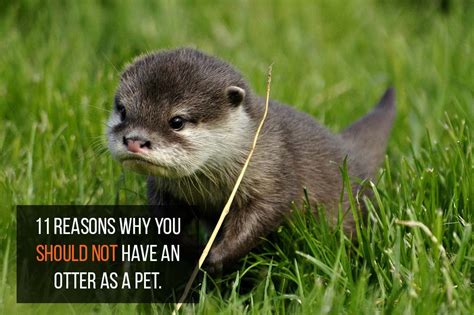 Can I Have an Otter as a Pet? And Why Do They Look Like They're Always Planning Something?