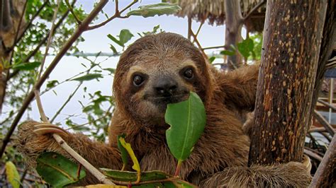 What Animal Eats Sloths? And Why Do They Seem to Move in Slow Motion Even When Being Chased?